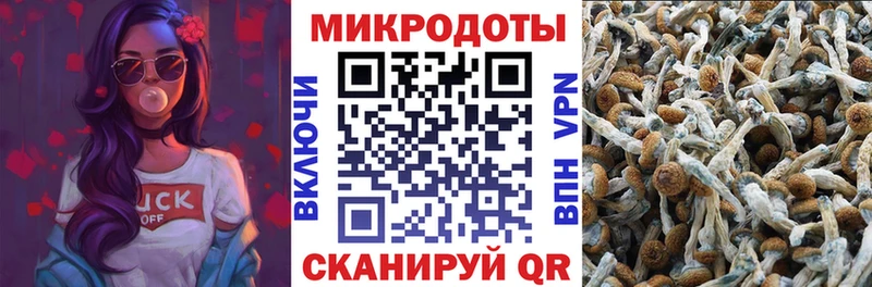 закладка Красноуральск Галлюциногенные грибы Psilocybe